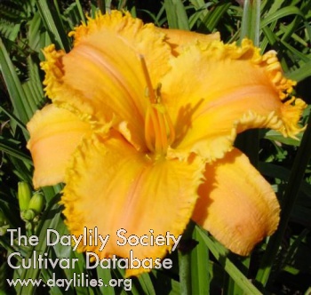 Daylily Colonel Mustard